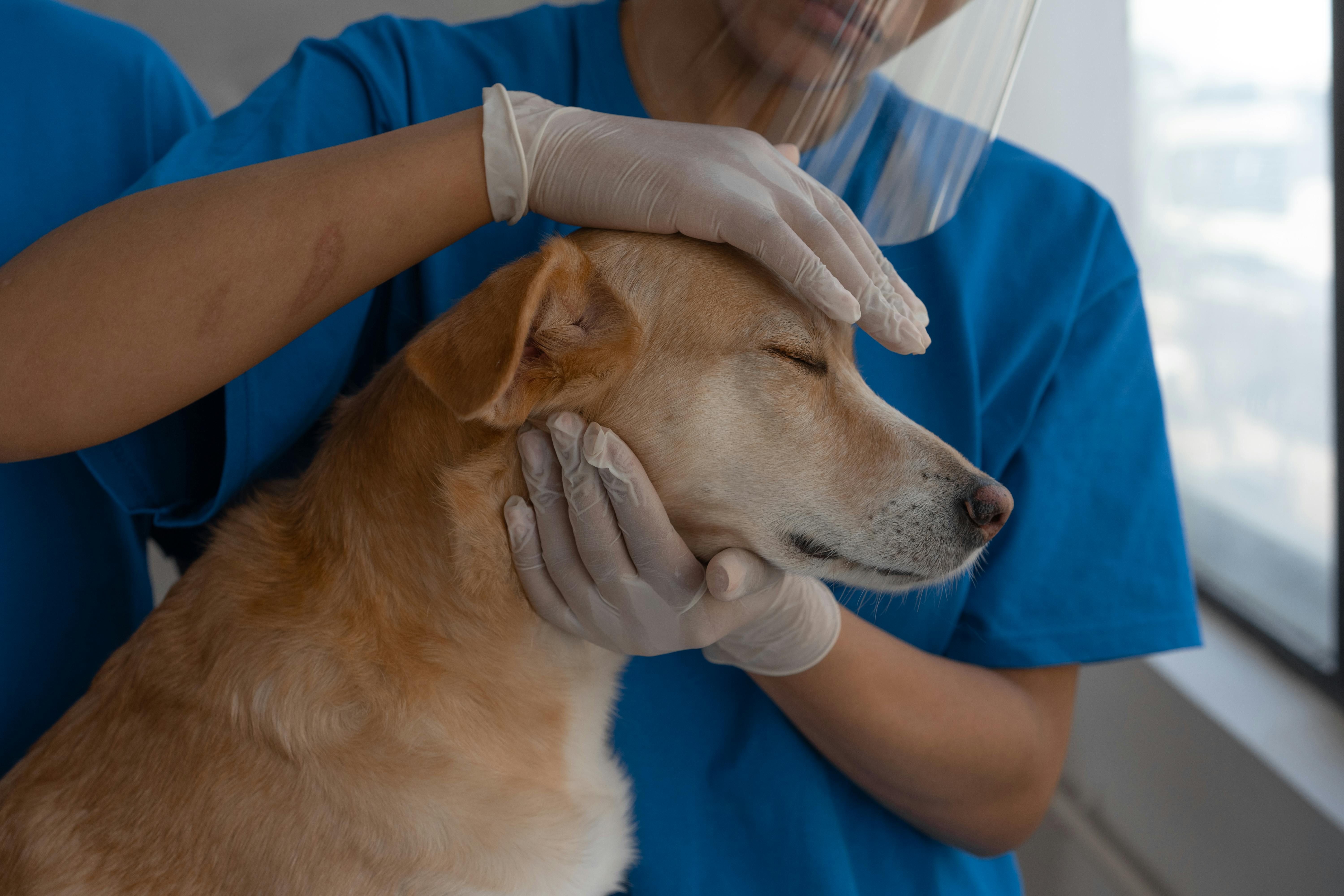 Expert Veterinary Care