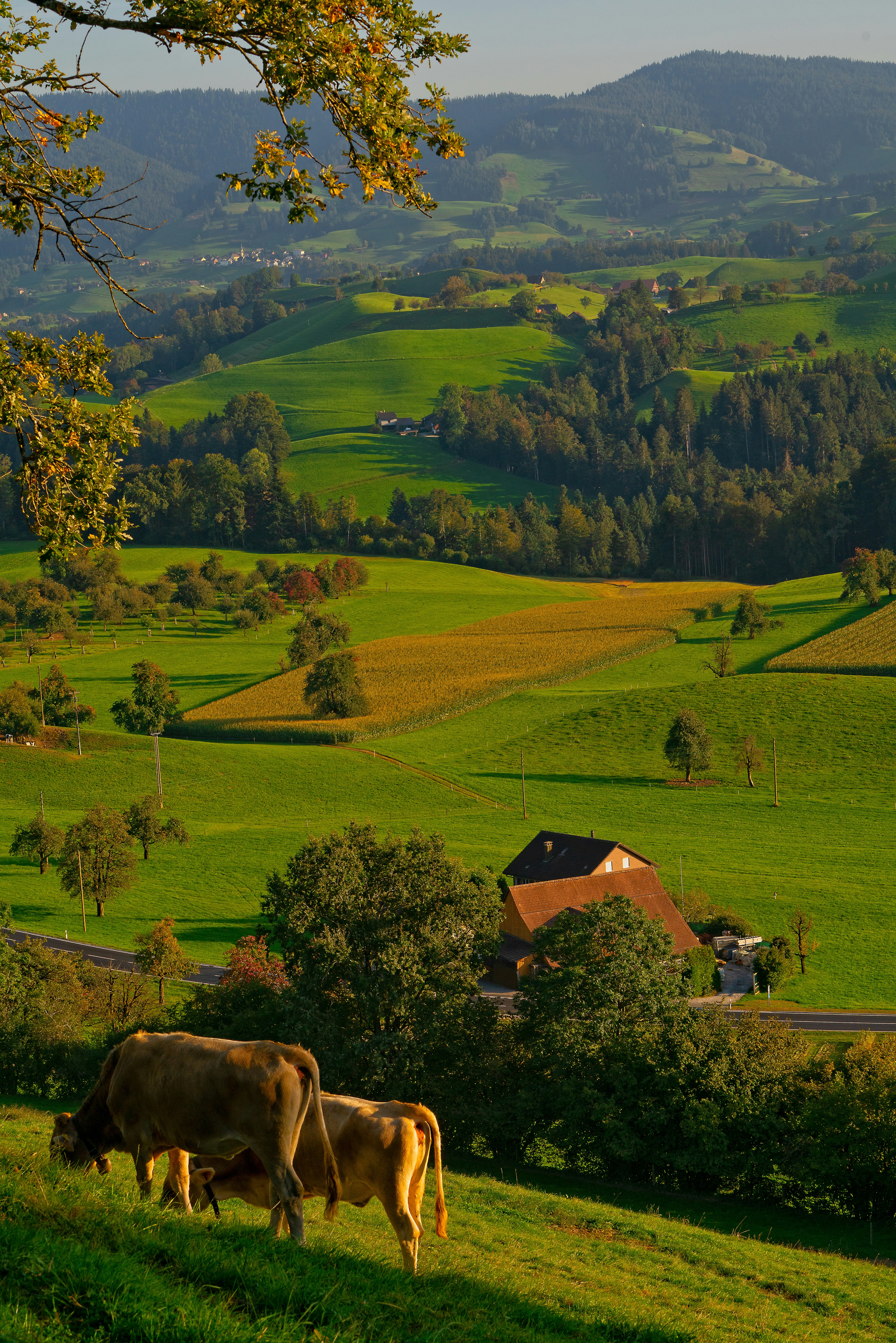 Aerial farm view